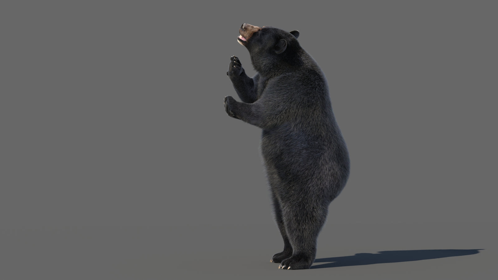 Animated Black Bear 3D Model with Fur Advanced 360° view 5 frame 10