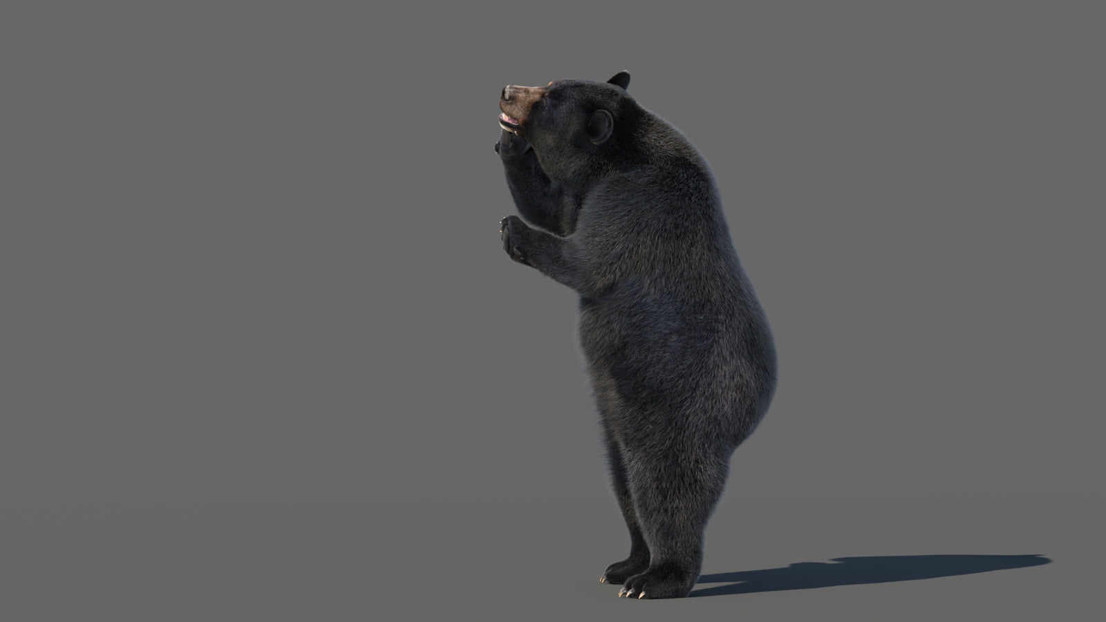Animated Black Bear 3D Model with Fur Advanced 360° view 5 frame 14