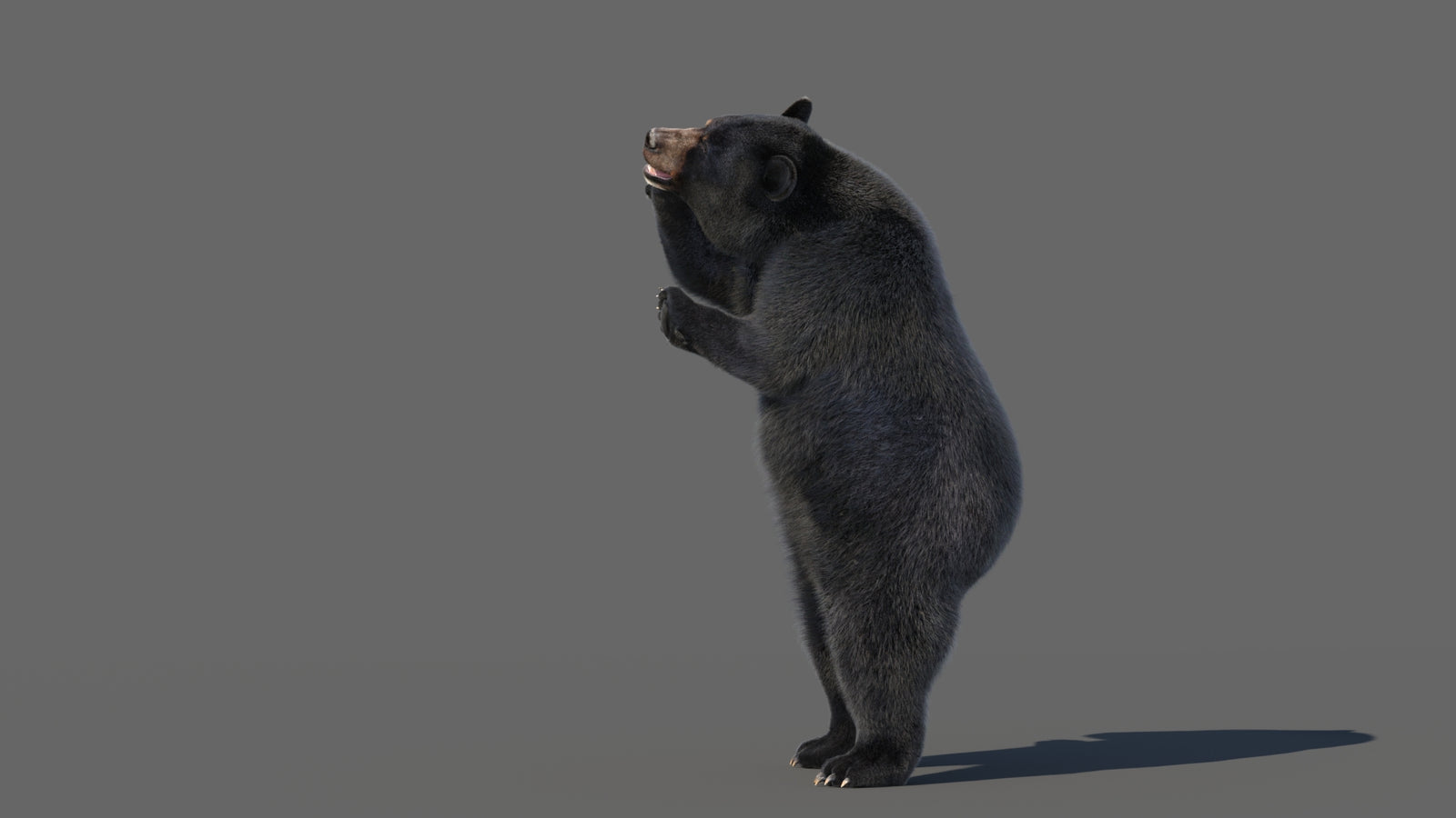 Animated Black Bear 3D Model with Fur Advanced 360° view 5 frame 15