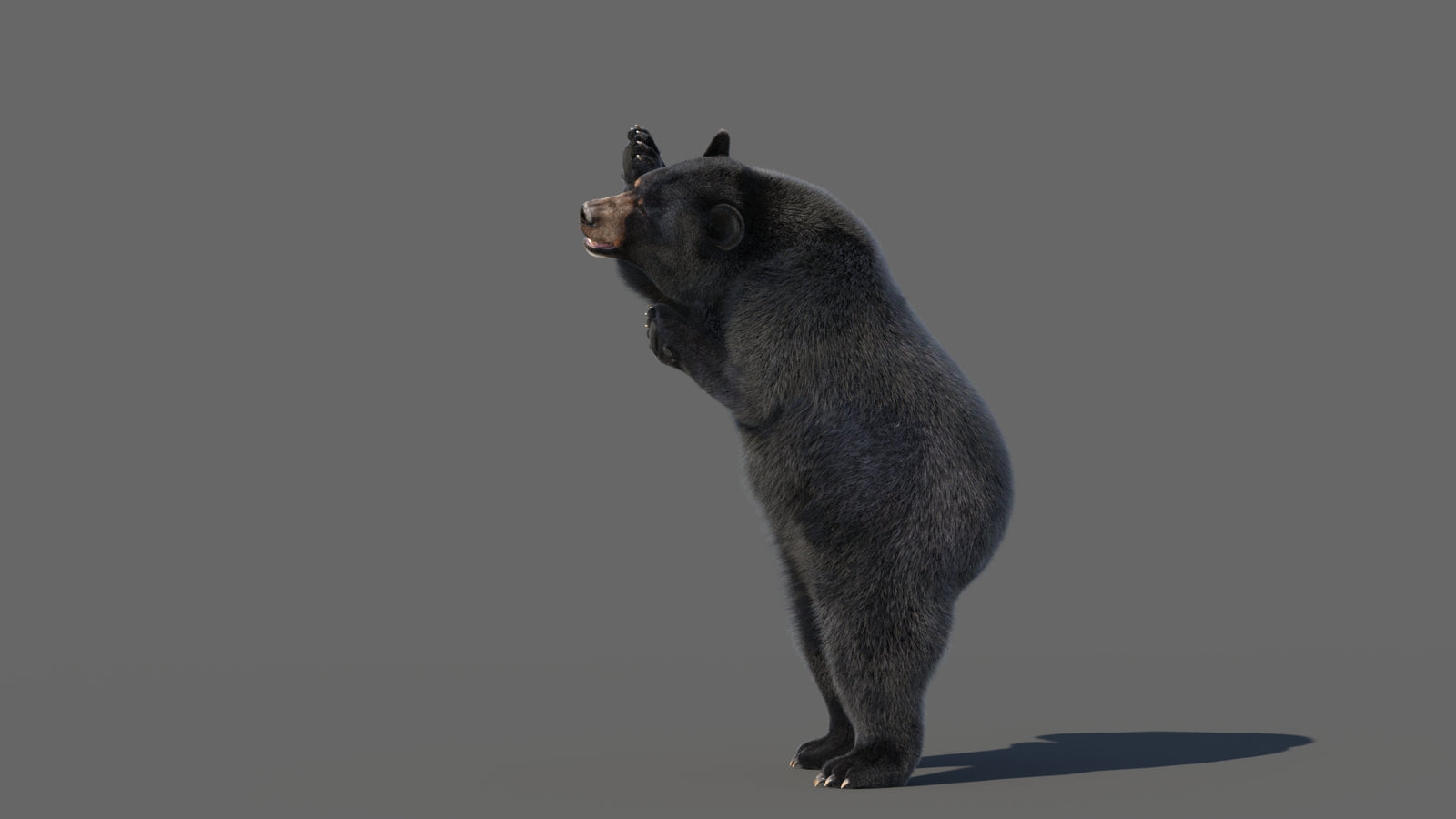Animated Black Bear 3D Model with Fur Advanced 360° view 5 frame 19
