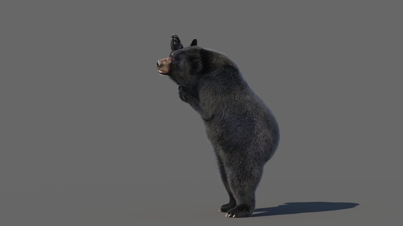 Animated Black Bear 3D Model with Fur Advanced 360° view 5 frame 20