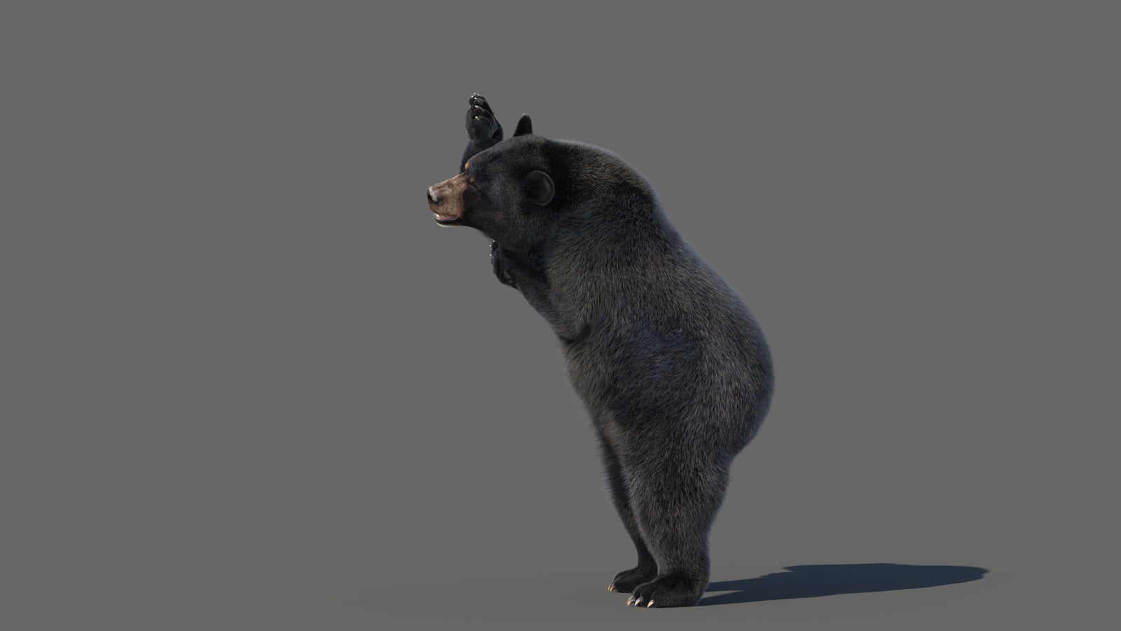 Animated Black Bear 3D Model with Fur Advanced 360° view 5 frame 22
