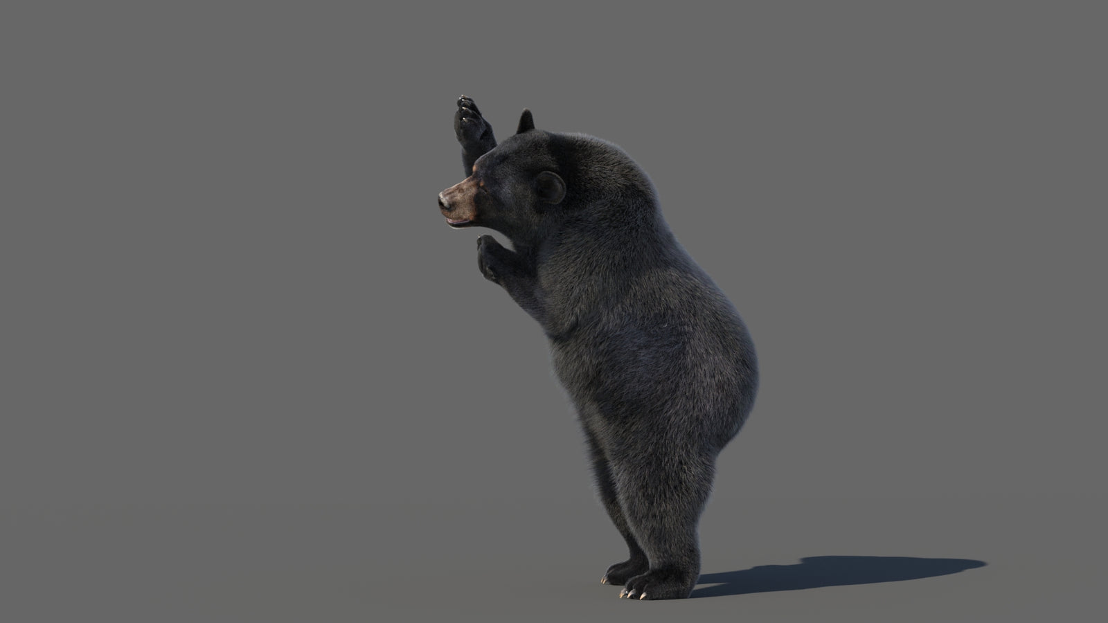 Animated Black Bear 3D Model with Fur Advanced 360° view 5 frame 26