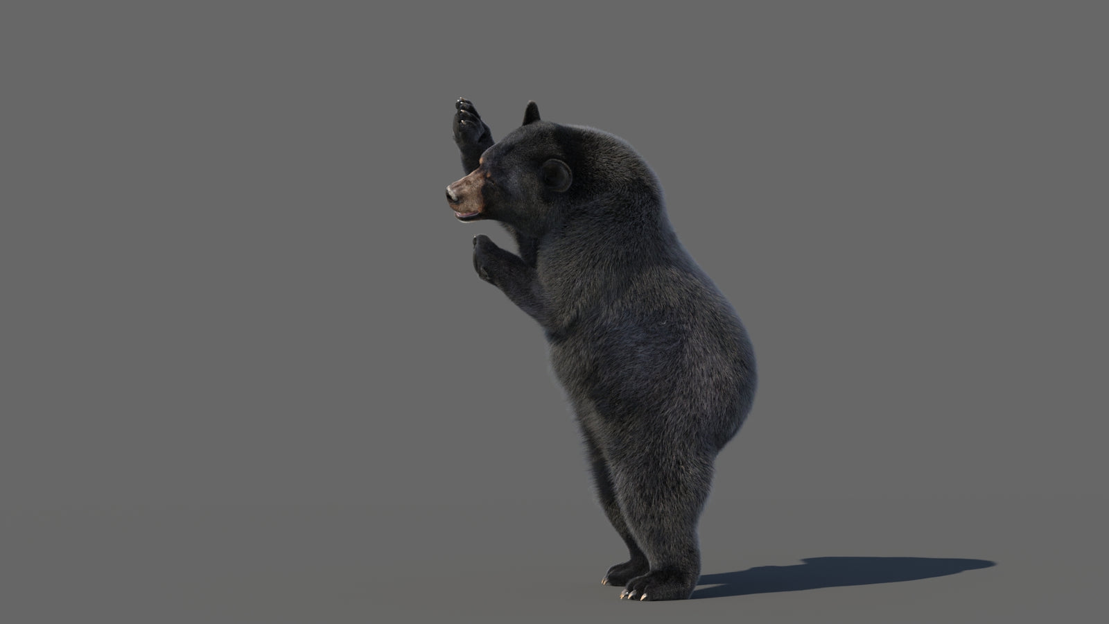 Animated Black Bear 3D Model with Fur Advanced 360° view 5 frame 28