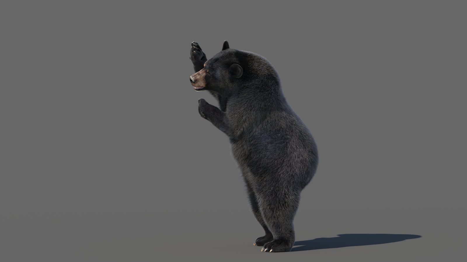 Animated Black Bear 3D Model with Fur Advanced 360° view 5 frame 29
