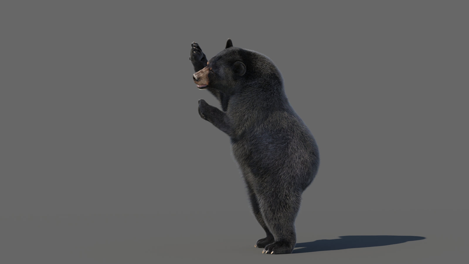 Animated Black Bear 3D Model with Fur Advanced 360° view 5 frame 30