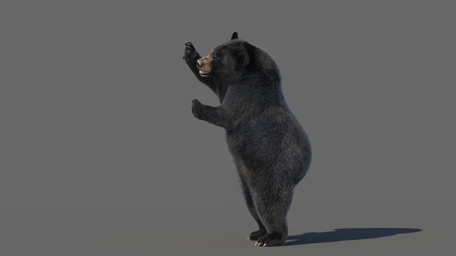 Animated Black Bear 3D Model with Fur Advanced 360° view 5 frame 33
