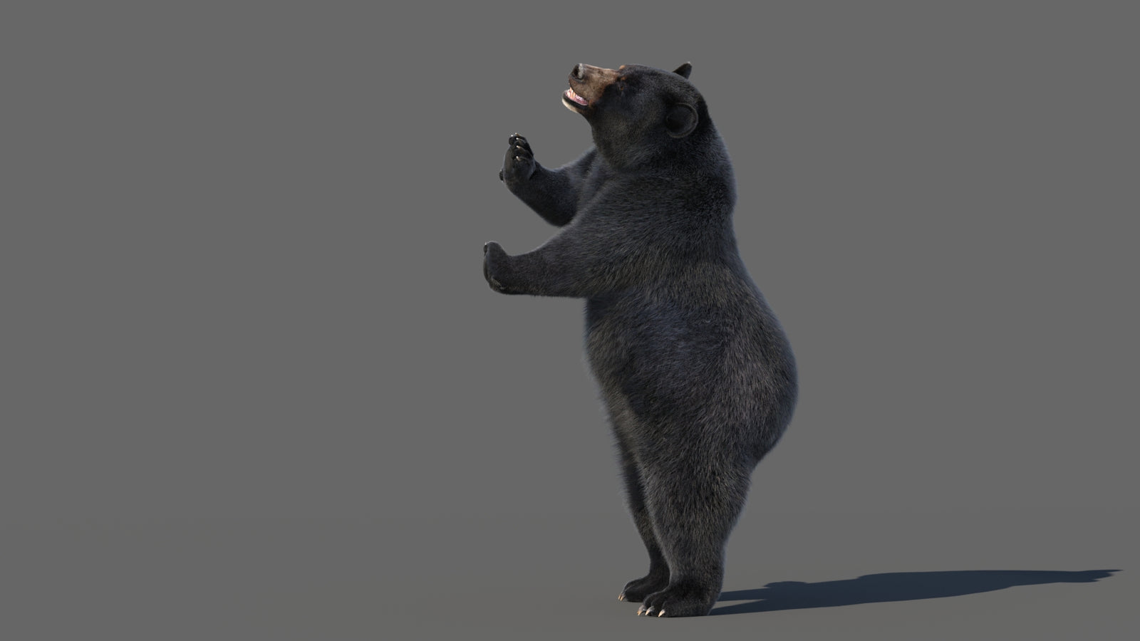 Animated Black Bear 3D Model with Fur Advanced 360° view 5 frame 38