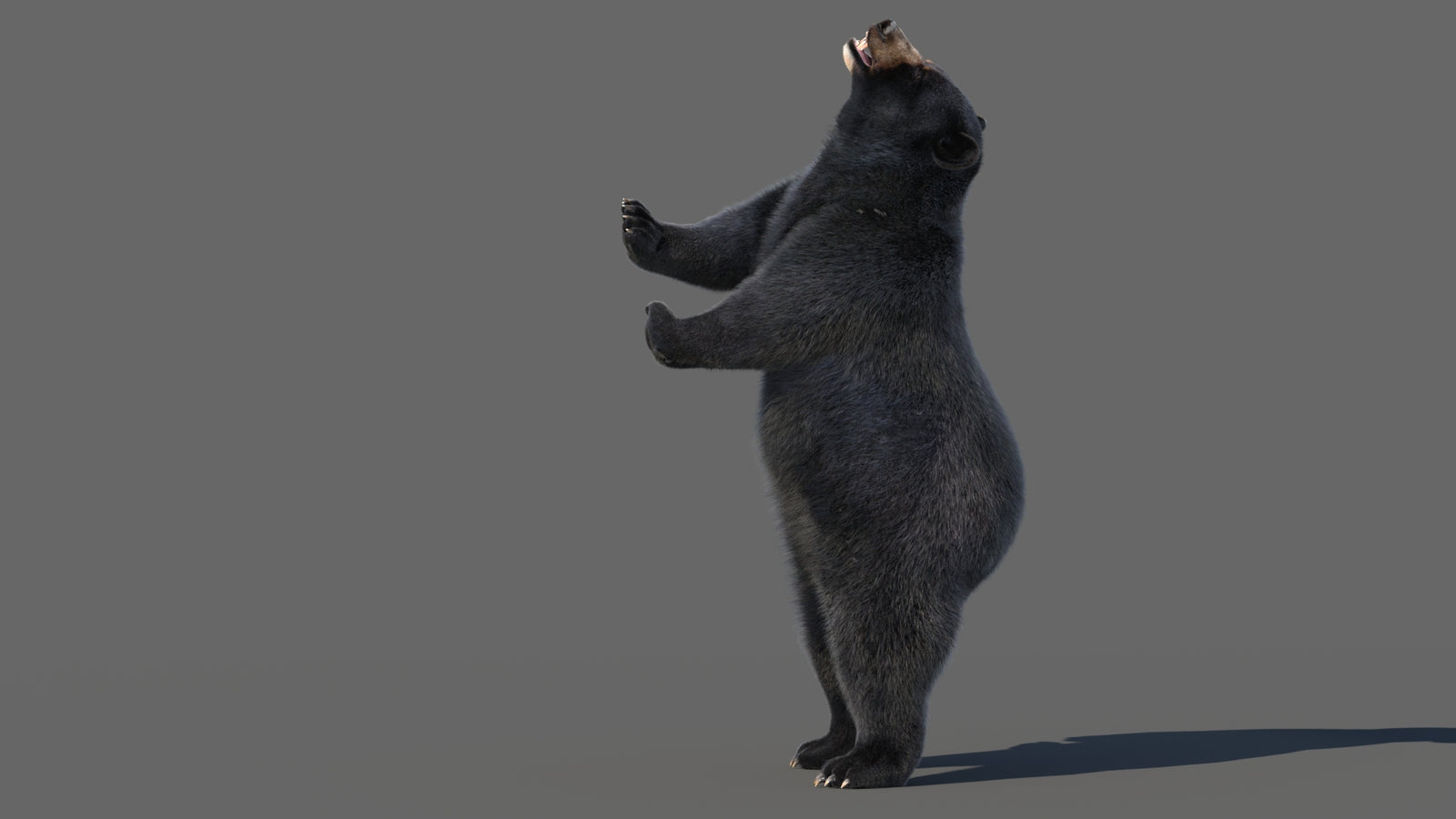 Animated Black Bear 3D Model with Fur Advanced 360° view 5 frame 45