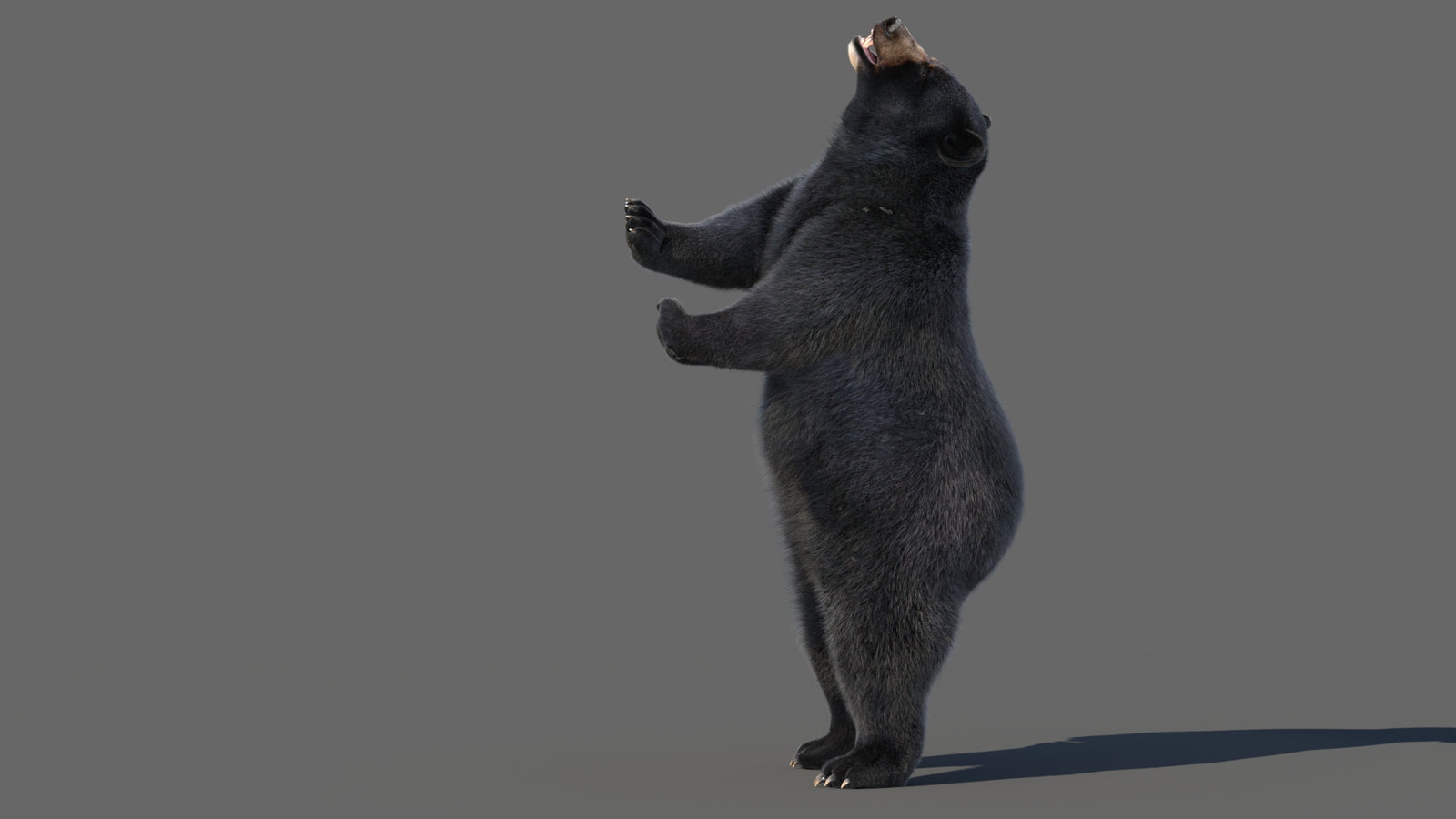Animated Black Bear 3D Model with Fur Advanced 360° view 5 frame 46