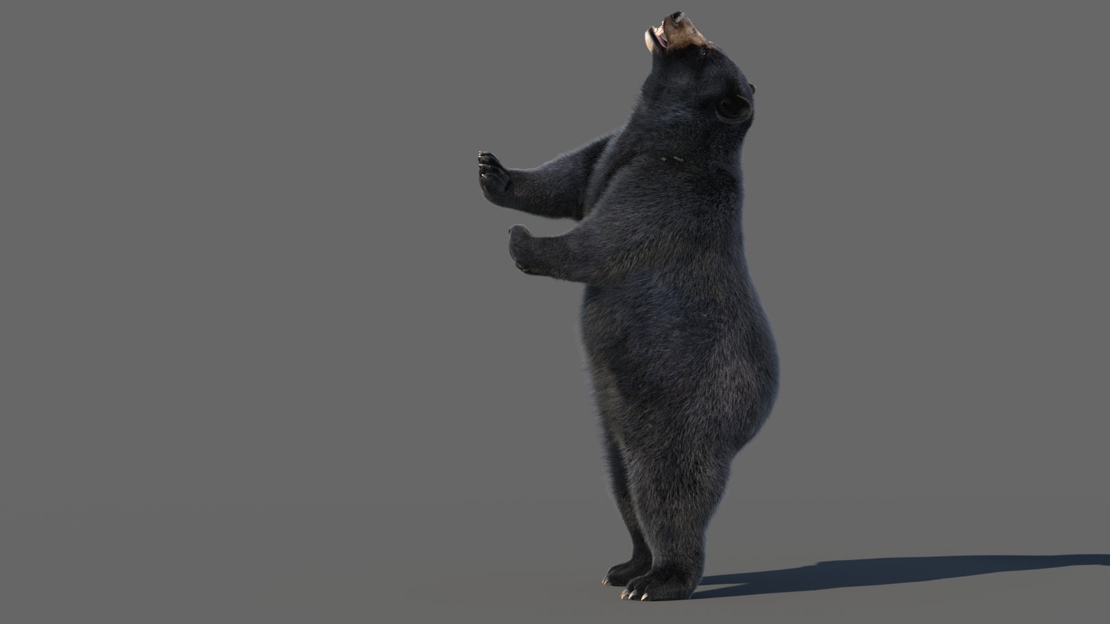Animated Black Bear 3D Model with Fur Advanced 360° view 5 frame 47