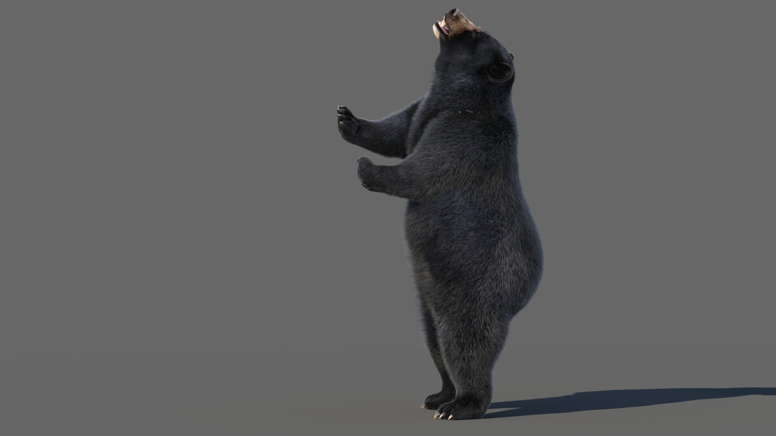 Animated Black Bear 3D Model with Fur Advanced 360° view 5 frame 49