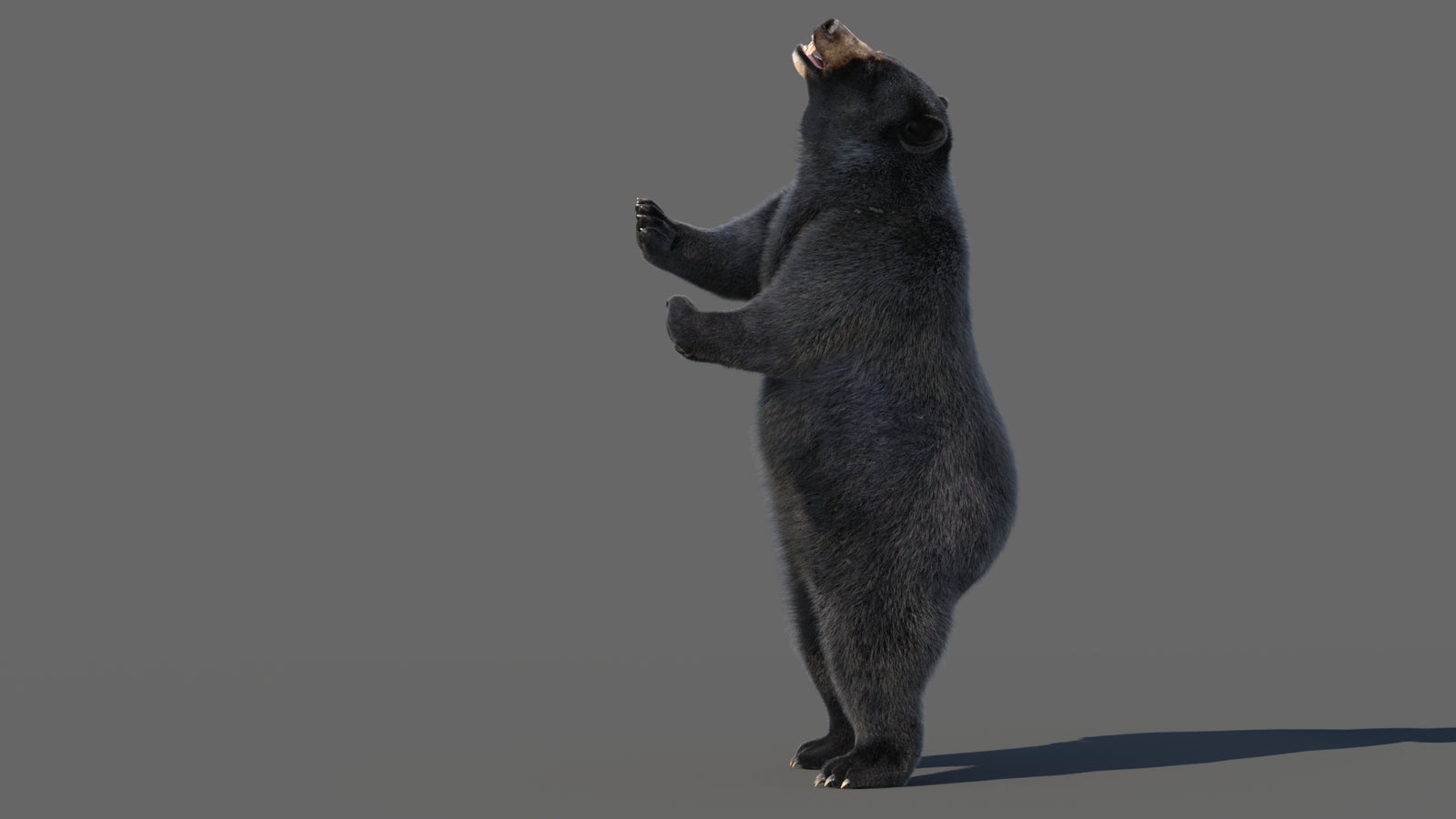 Animated Black Bear 3D Model with Fur Advanced 360° view 5 frame 50