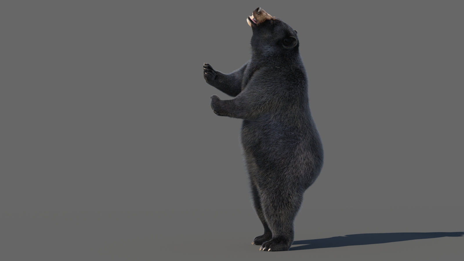 Animated Black Bear 3D Model with Fur Advanced 360° view 5 frame 51