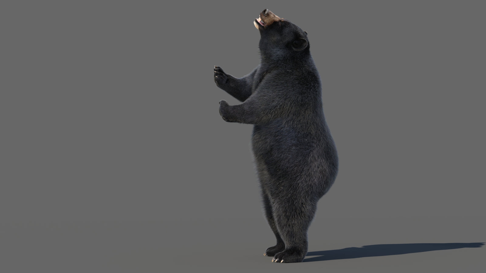 Animated Black Bear 3D Model with Fur Advanced 360° view 5 frame 52