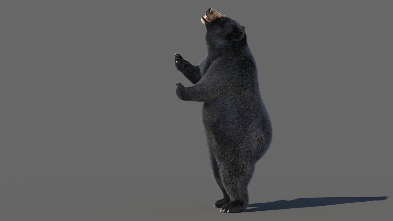 Animated Black Bear 3D Model with Fur Advanced 360° view 5 frame 55