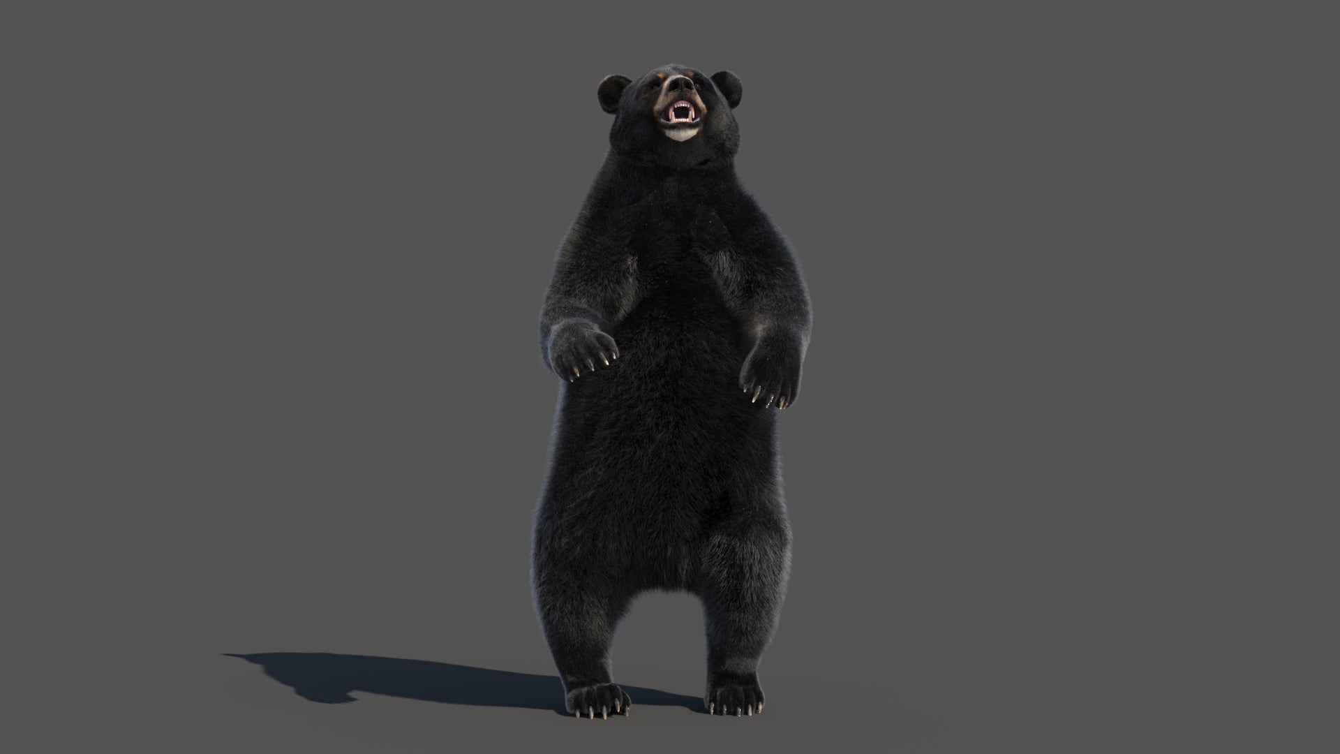 Rigged Black Bear 3D Model Fur - 360 Degree View