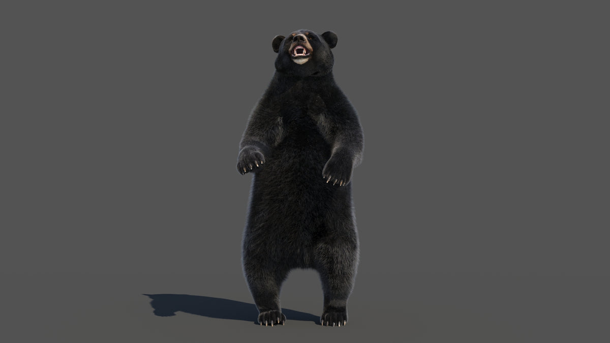 Rigged Black Bear 3D Model - Hair and Fur - 360 Degree View