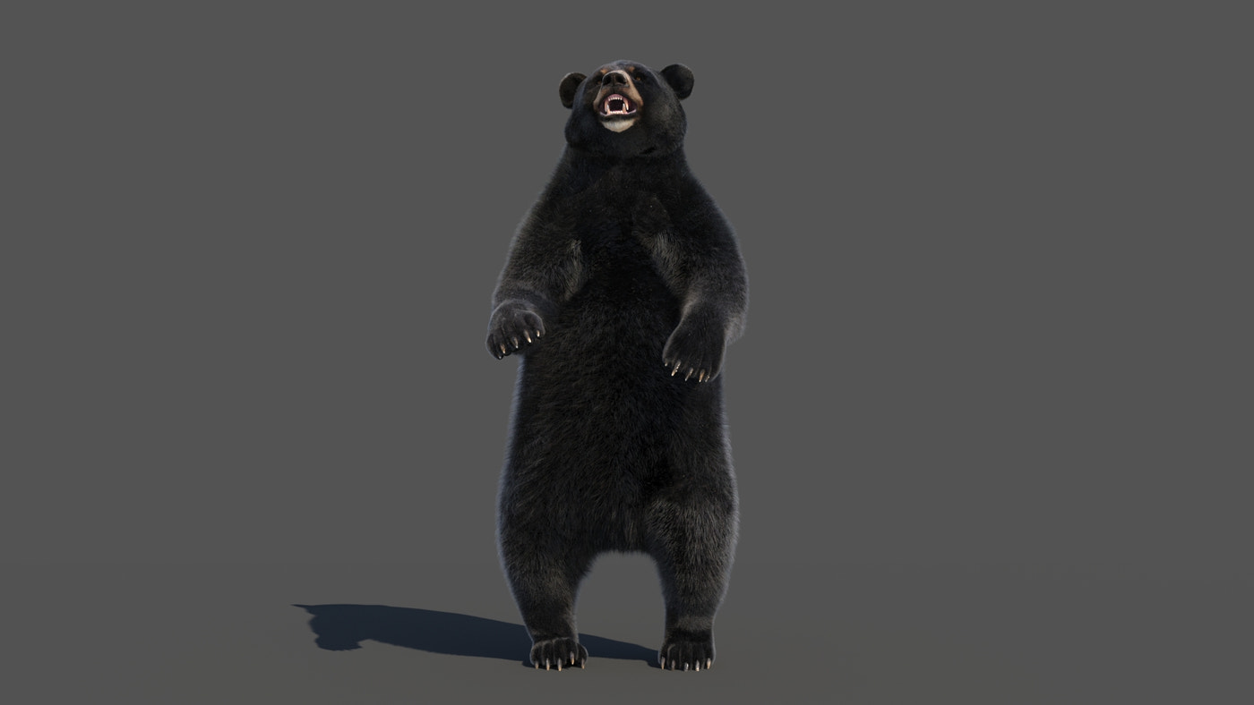 Rigged Black Bear 3D Model Fur - 360 Degree View