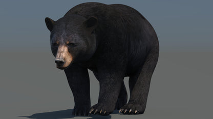 Animated Black Bear 3D Model