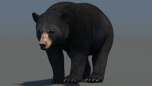 Animated Black Bear 3D Model for Download Thumbnail