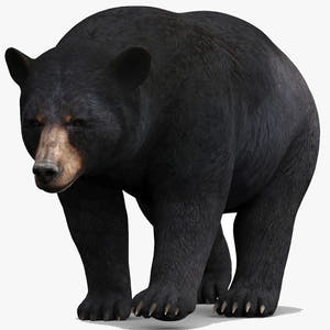 Animated Black Bear 3D Model for Download Thumbnail