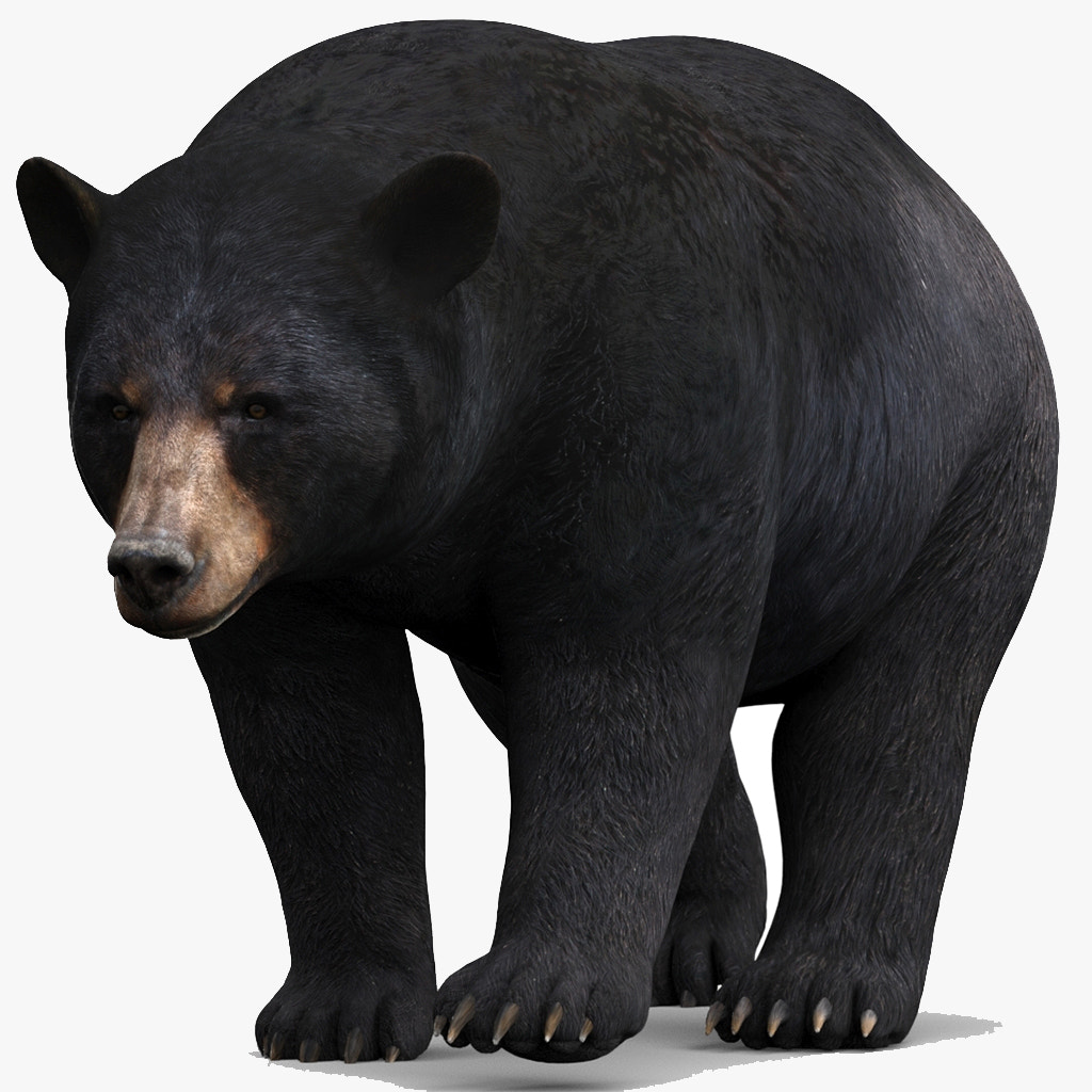 Animated Black Bear 3D Model for Download