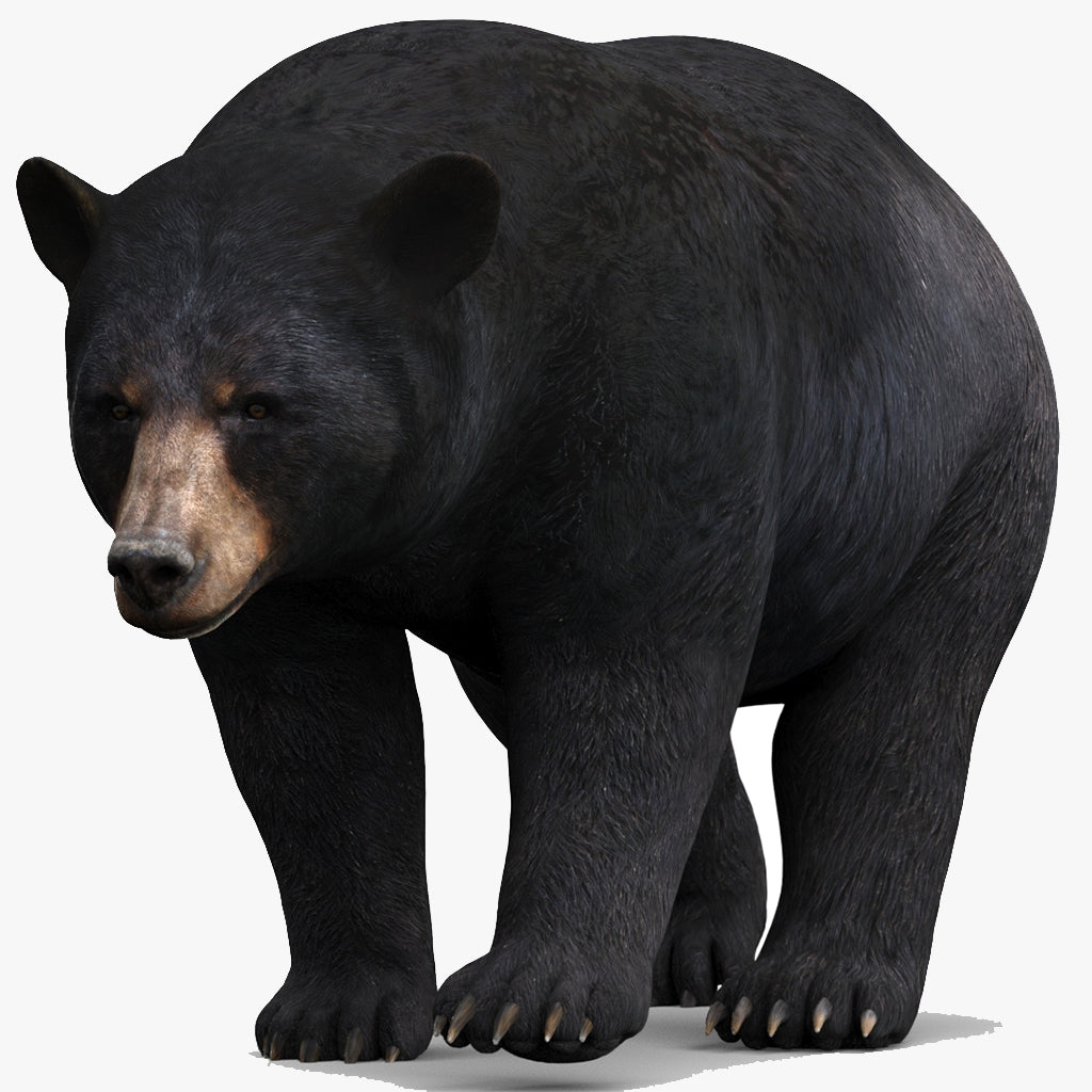 Rigged & Animated Black Bear & Red Wolf Forest Predators 3D Bundle