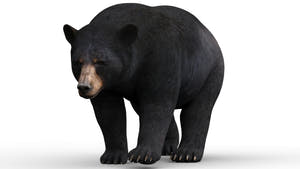 Animated Black Bear 3D Model for Download Thumbnail