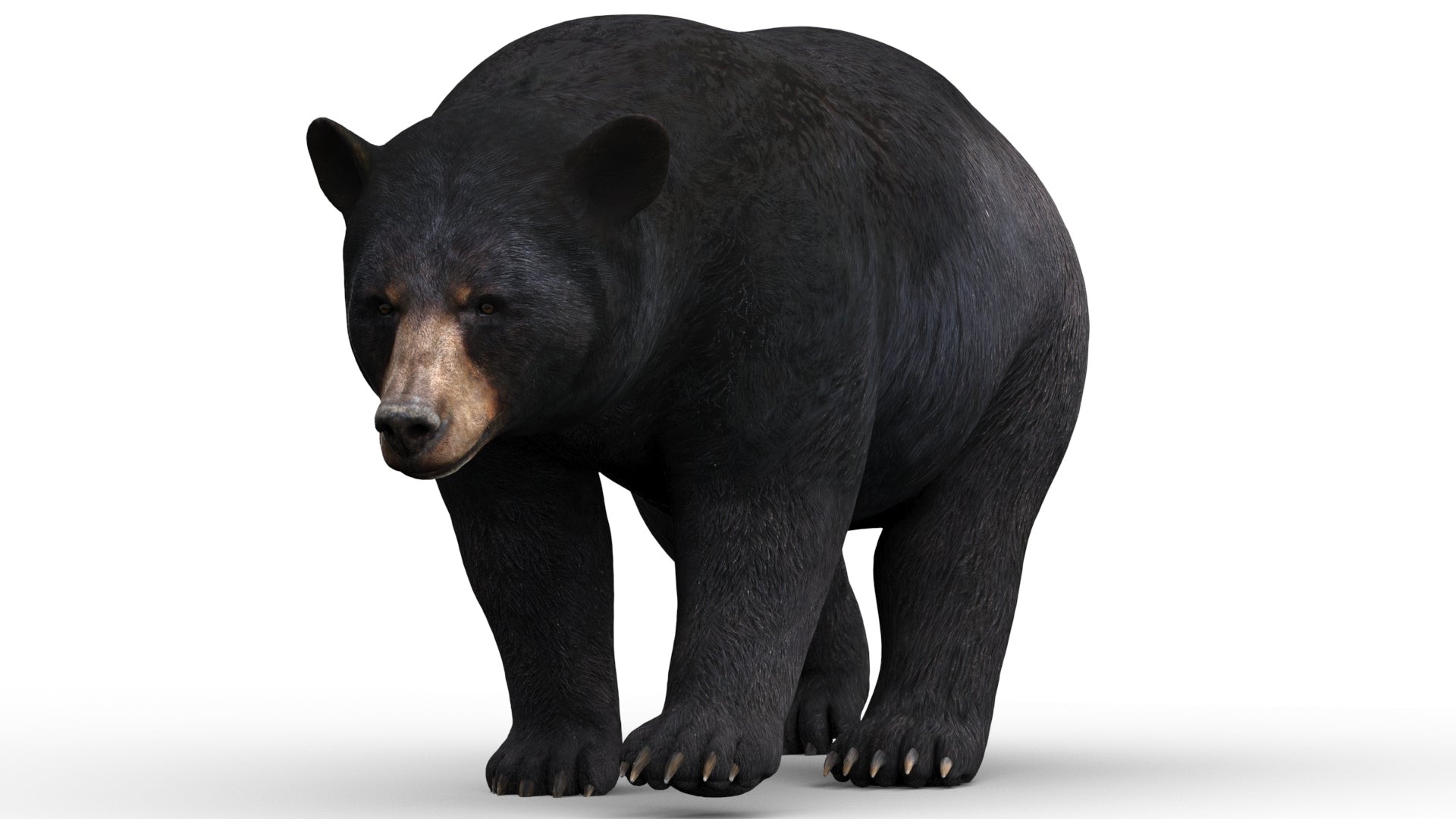 Animated Black Bear 3D Model