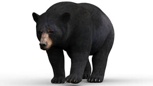 Rigged & Animated Black Bear & Red Wolf Forest Predators 3D Bundle Thumbnail