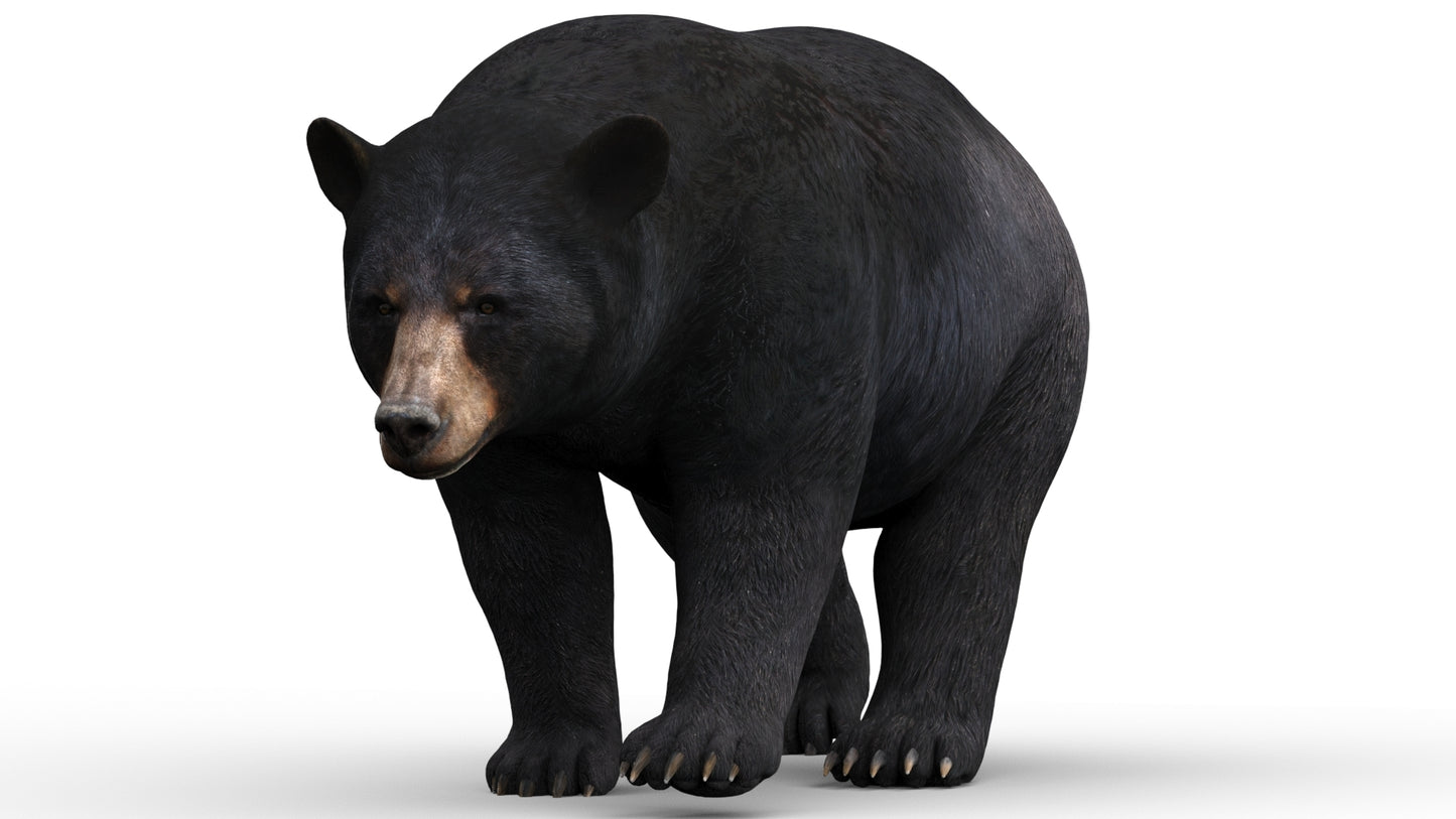 Rigged and Animated Black Bear and Red Wolf Forest Predators 3D Bundle