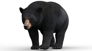 Rigged and Animated Black Bear and Red Wolf Forest Predators 3D Bundle Thumbnail