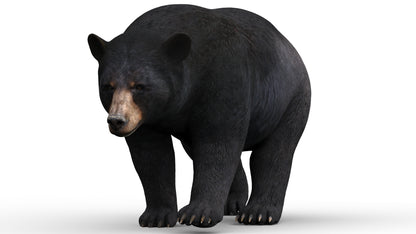 Rigged and Animated Black Bear and Red Wolf Forest Predators 3D Bundle