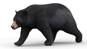 Animated Black Bear 3D Model for Download