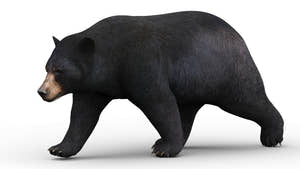 Animated Black Bear 3D Model for Download Thumbnail