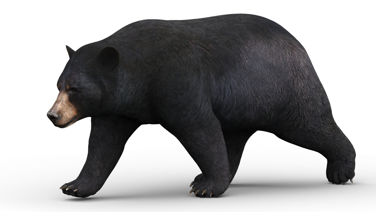 Rigged & Animated Black Bear & Red Wolf Forest Predators 3D Bundle