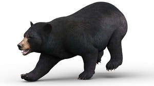 Animated Black Bear 3D Model for Download Thumbnail