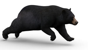 Animated Black Bear 3D Model for Download Running Animation Thumbnail