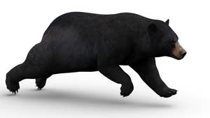Rigged & Animated Black Bear & Red Wolf Forest Predators 3D Bundle Thumbnail