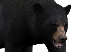 Animated Black Bear 3D Model for Download Thumbnail