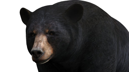 Animated Bear Family 3D Bundle — Black Bear and Sloth Bear
