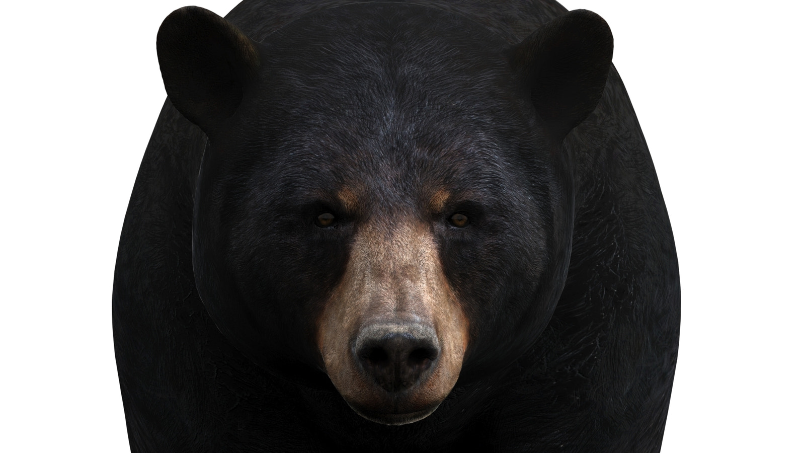Rigged & Animated Black Bear & Red Wolf Forest Predators 3D Bundle
