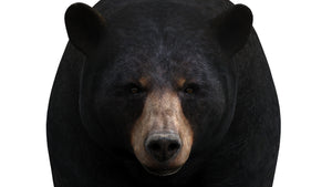 Animated Black Bear 3D Model for Download