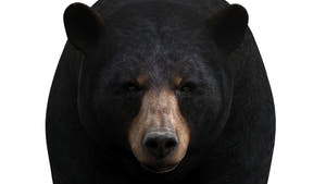 Animated Black Bear 3D Model for Download Thumbnail
