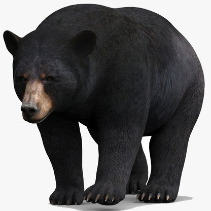Animated Black Bear 3D Model