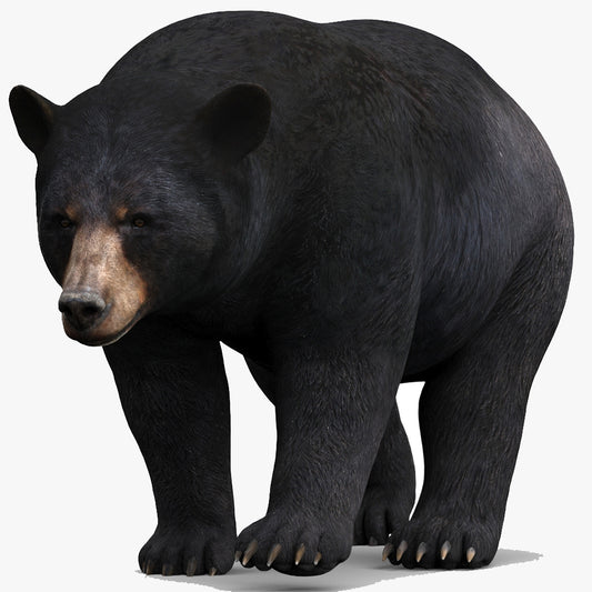 Animated Black Bear 3D Model