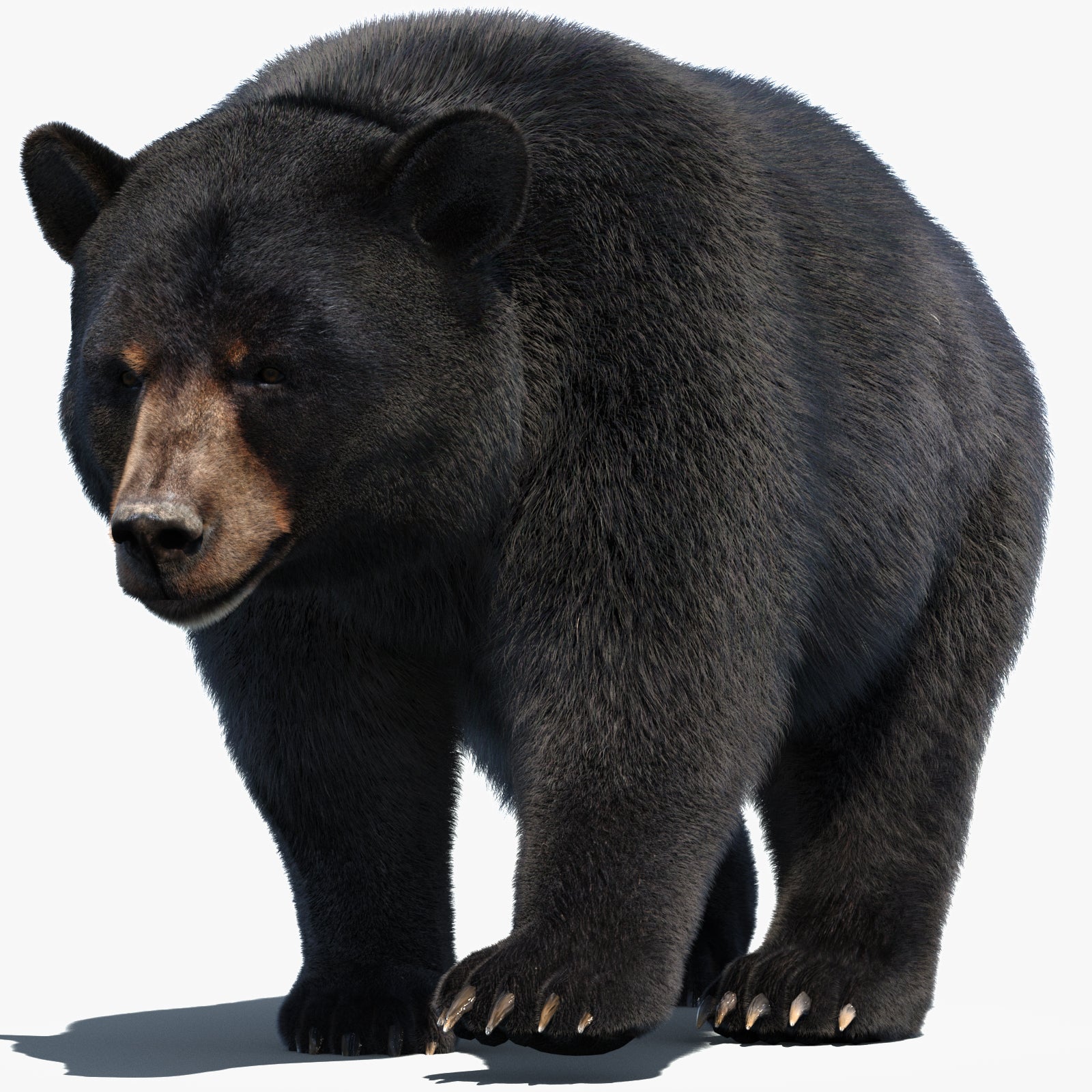 Animated Black Bear 3D Model with Fur