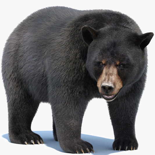 Animated Black Bear 3D Model Fur Advanced
