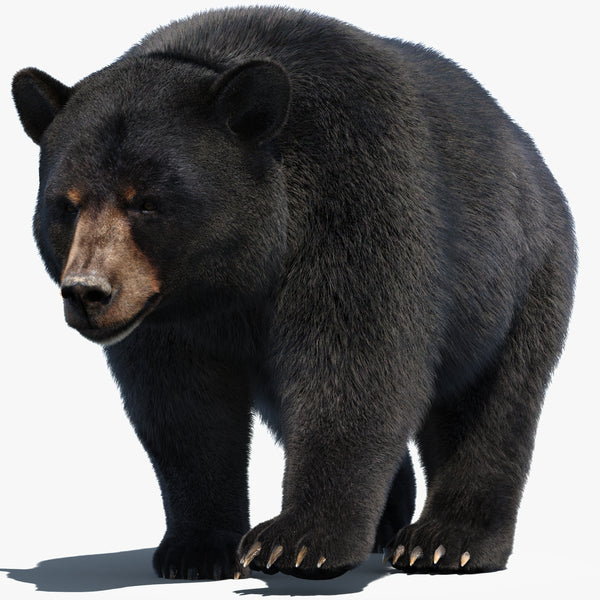 Animated Black Bear 3D Model Fur